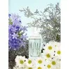 Eau de Parfum Femme women'secret INTIMATE DAYDREAM - women'secret