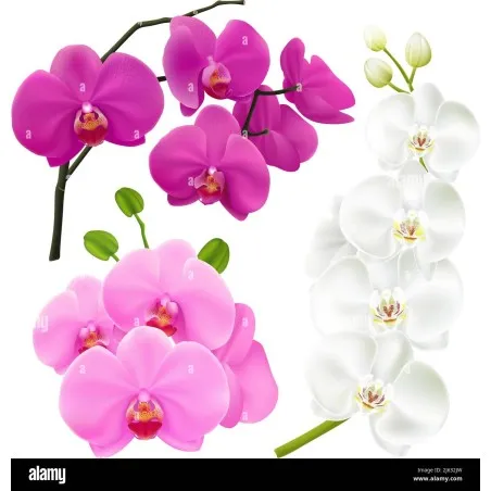Eau de Parfum Femme Bi-es BLOSSOM ORCHID - Bi-es