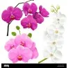 Eau de Parfum Femme Bi-es BLOSSOM ORCHID - Bi-es